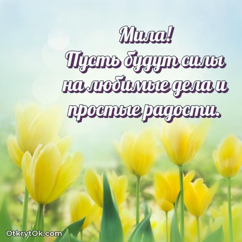 Открытка Миле праздничная поздравление Миле 67 лет