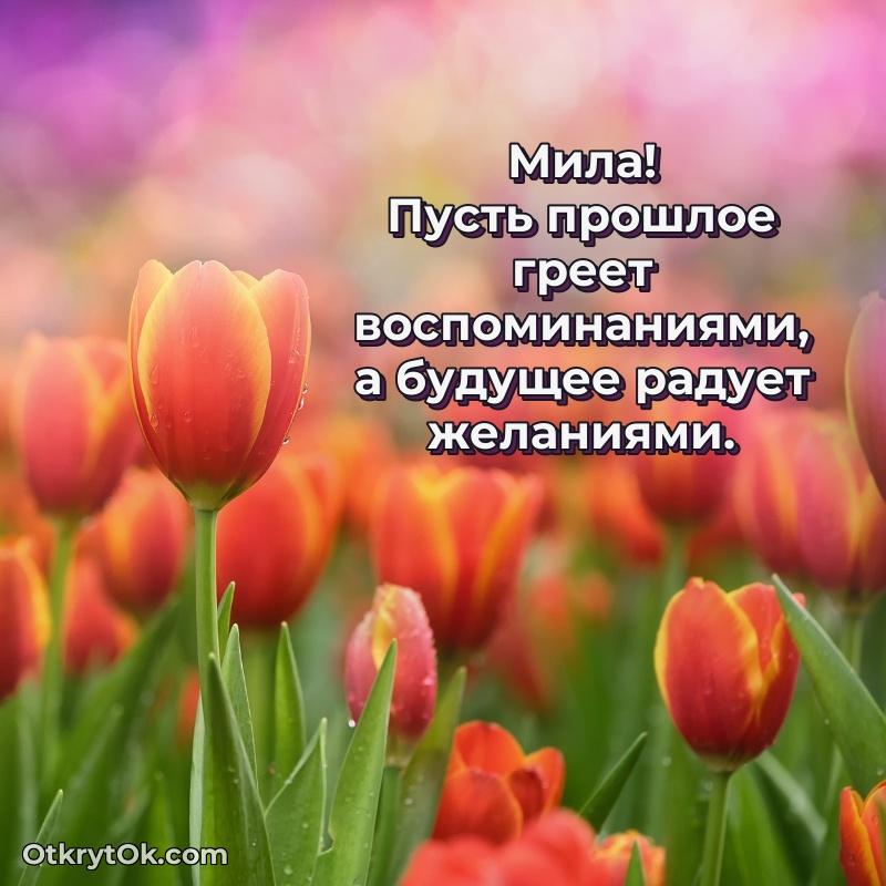 Поздравить сестру с др Миле текст и картинка
